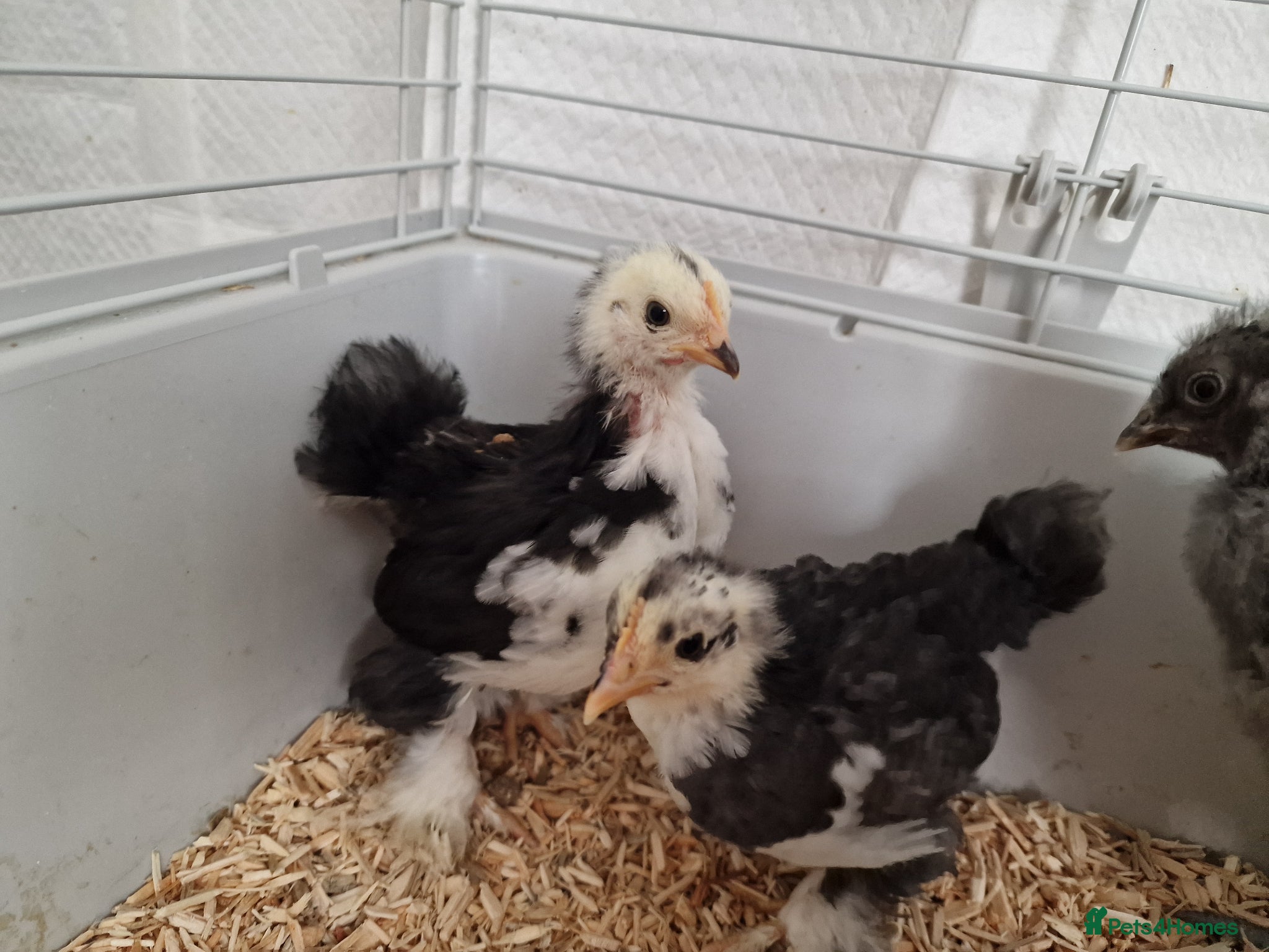 Chickens poultry Adorable Silkie chicks and pekin chicks  - Advert 18