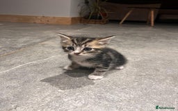 Domestic Shorthair cats for sale: Tabby kitten - Image 1
