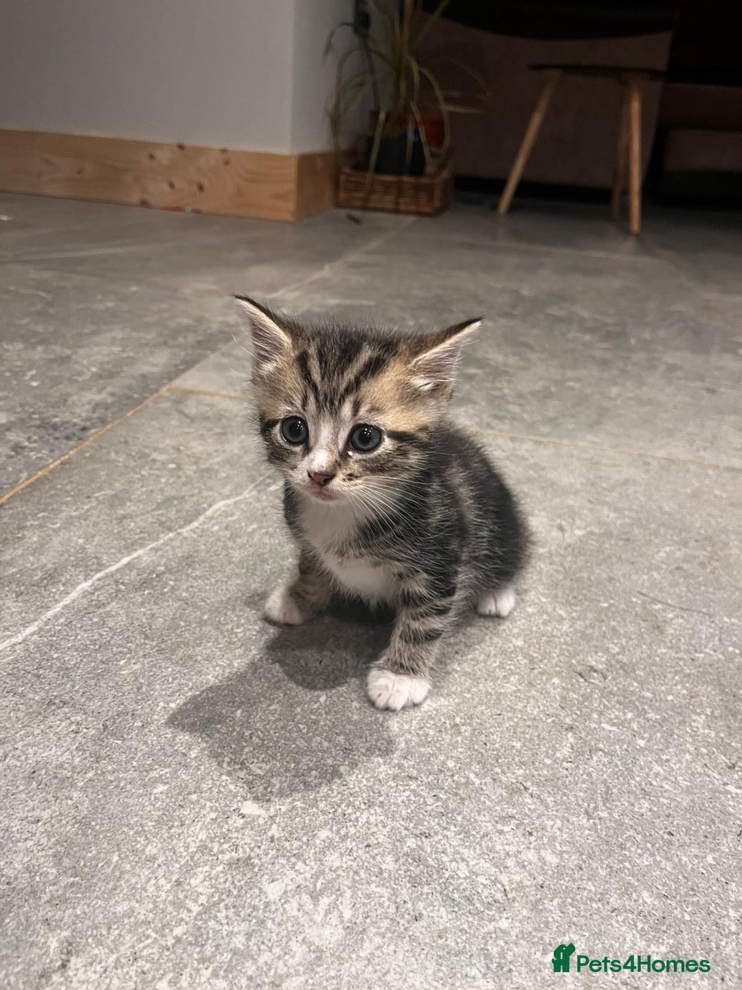 Domestic Shorthair cats for sale: Tabby kitten - Image 1