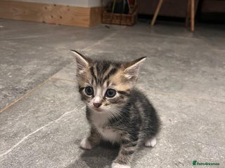 Domestic Shorthair cats for sale - Advert 1