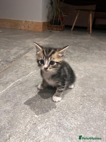 Domestic Shorthair cats - Advert 1