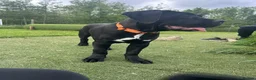 Cane Corso dogs for sale: Cane Corso Puppy - Advert 6