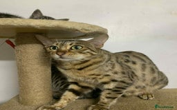 Bengal cats for sale: BEAUTIFUL HALF BENGAL KITTENS - Image 10