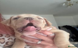 American Bully dogs for sale: Pocket bully female GREAT bloodline READY to leave - Image 19