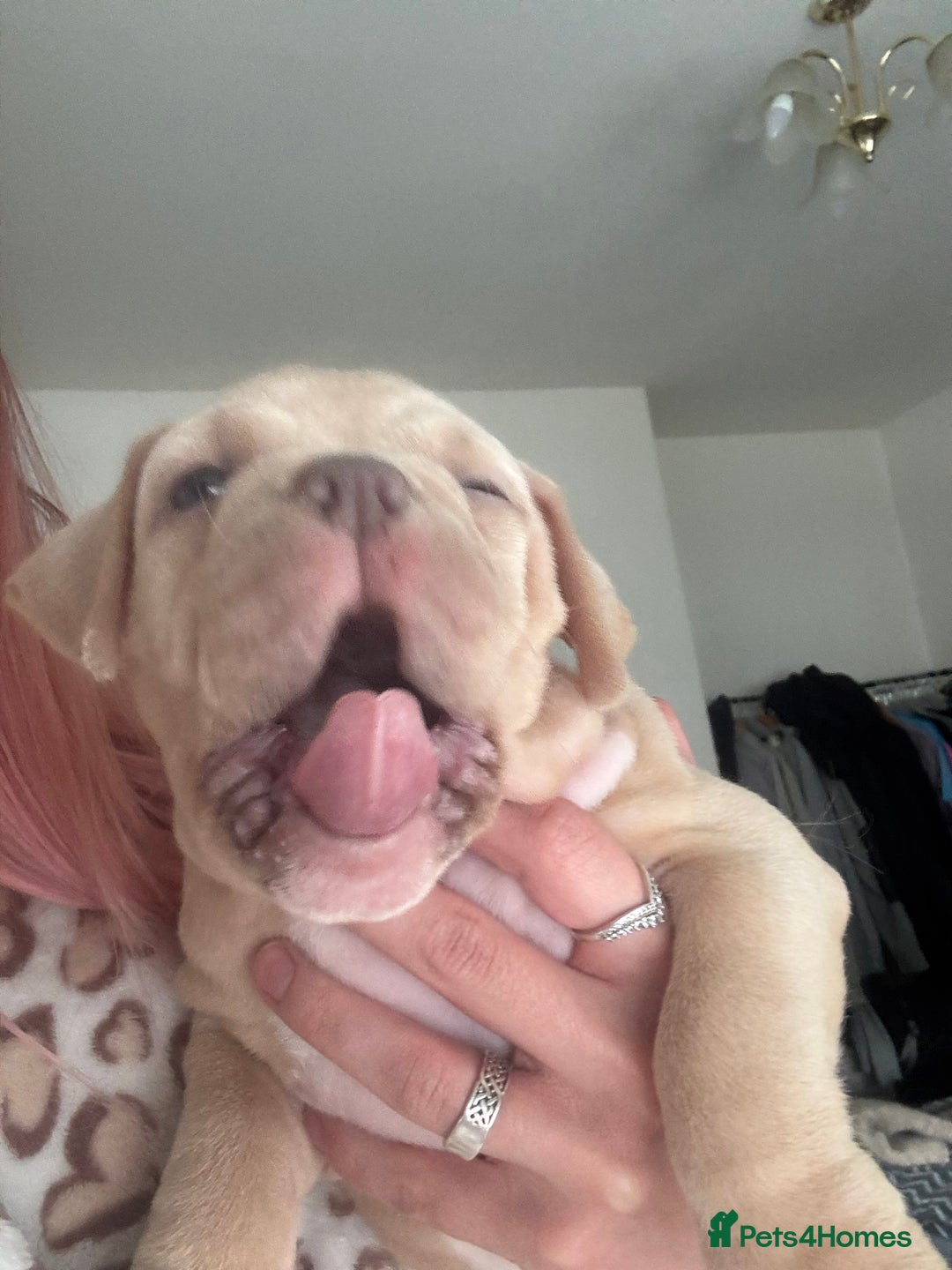 American Bully dogs for sale: Pocket bully female GREAT bloodline READY to leave - Image 19