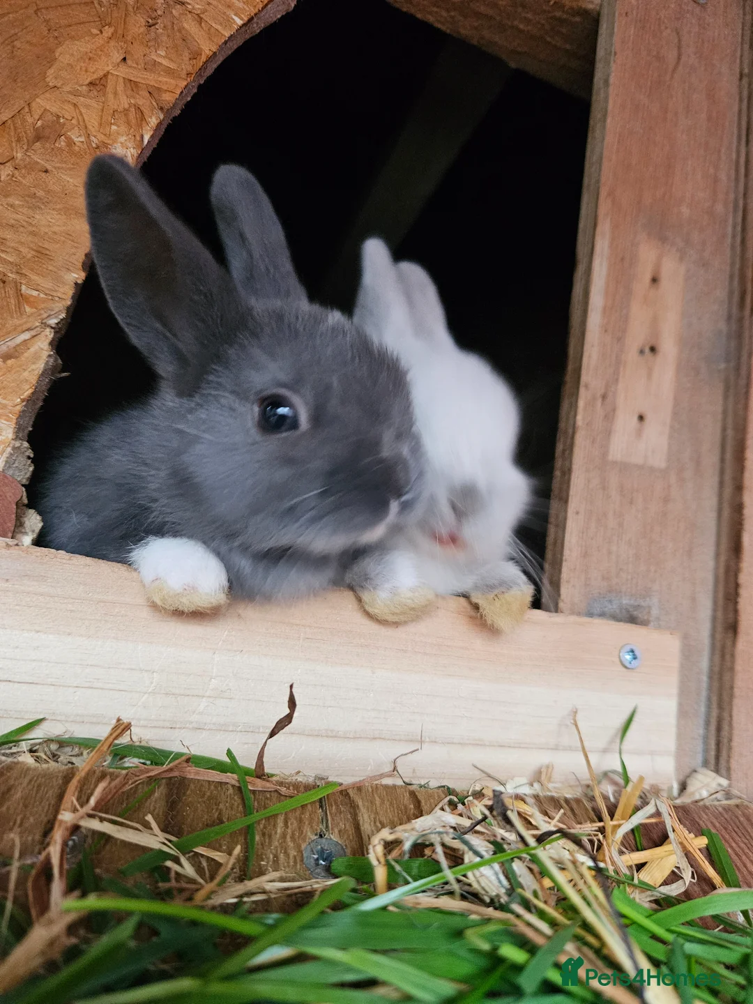 Netherland Dwarf rabbits for sale: Mixed baby bunny's  - Advert 1