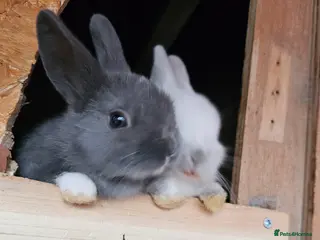 Netherland Dwarf rabbits Mixed baby bunny's - Advert 2