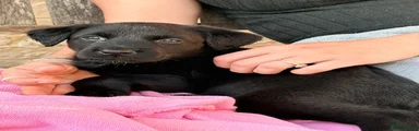Mixed Breed 2