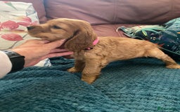 Cocker Spaniel dogs for sale: Pedigree show cockers, sable & golden - Image 7