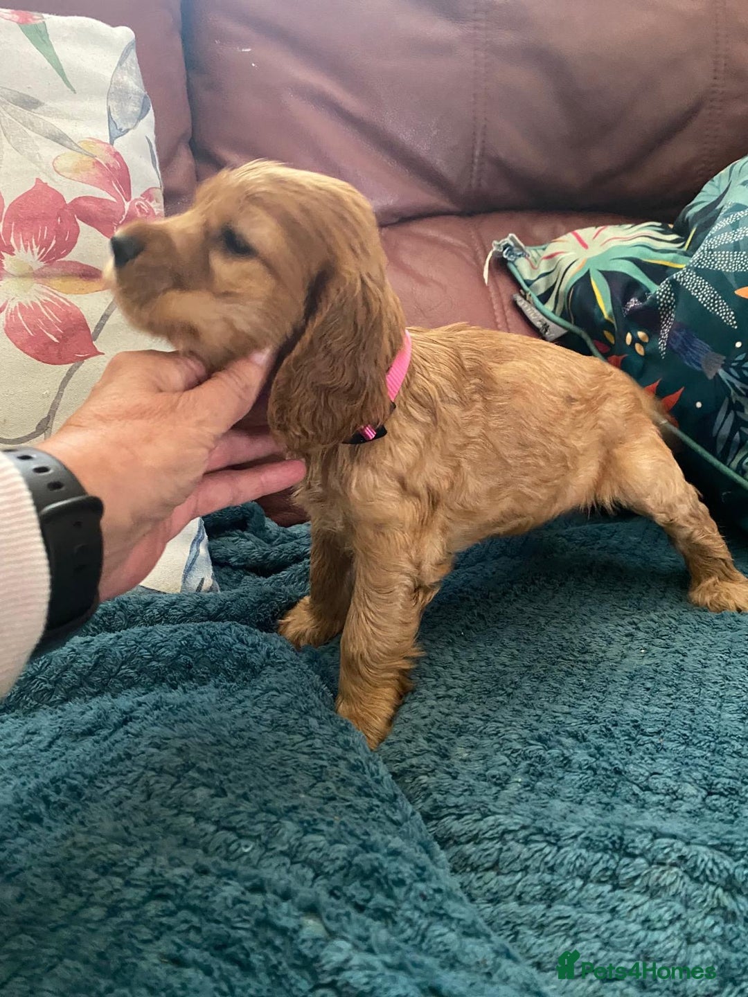 Cocker Spaniel dogs for sale: Pedigree show cockers, sable & golden - Image 7
