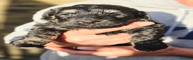 Puppy 5