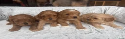 Cavapoo dogs for sale: Gorgeous Cavapoos-Ready for Loving Homes from May - Advert 23
