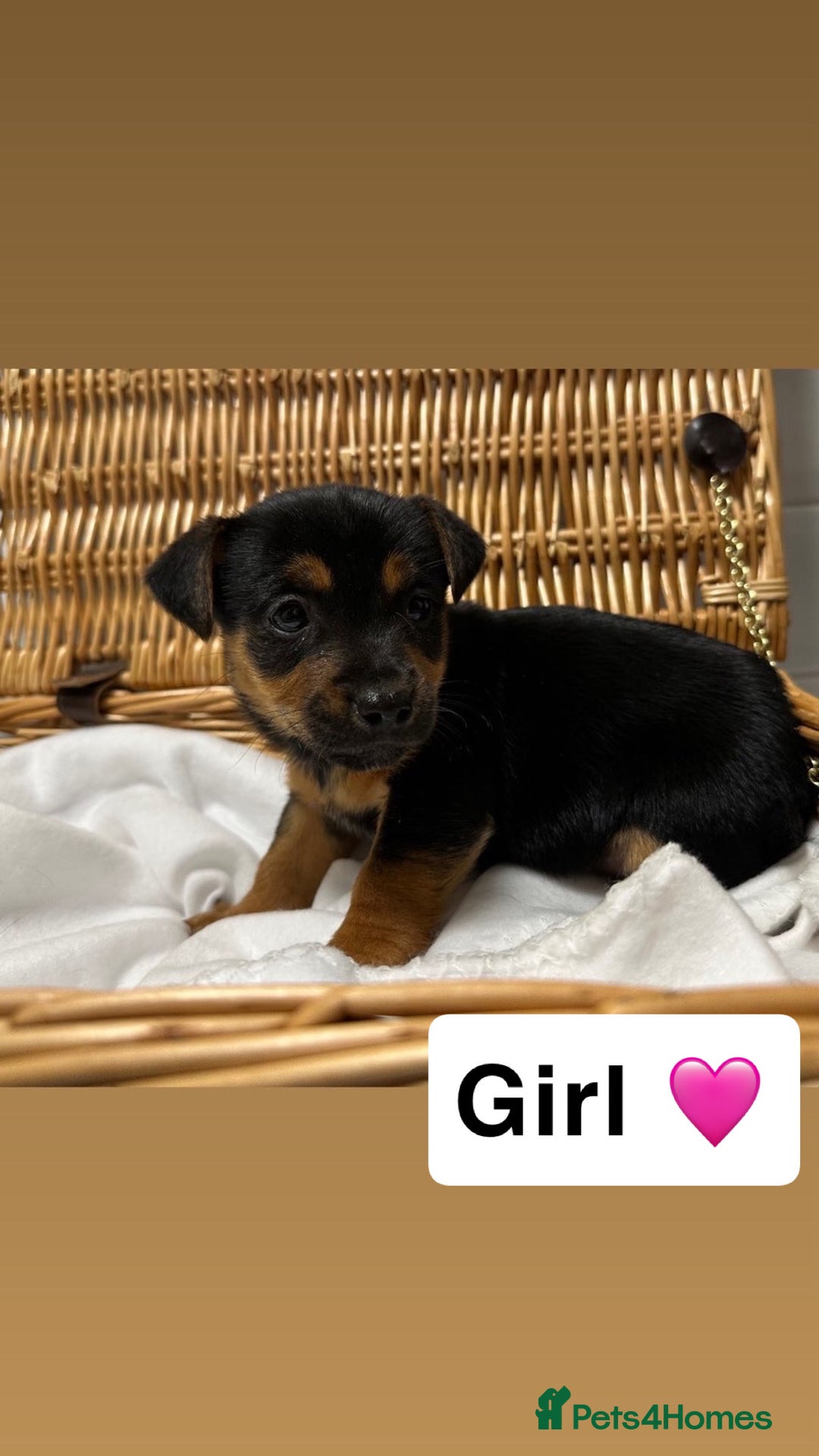 Jack Russell dogs for sale: Jack Russel Puppies  - Advert 8