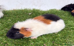 Guinea Pig rodents for sale: Female baby guinea pigs  - Image 10