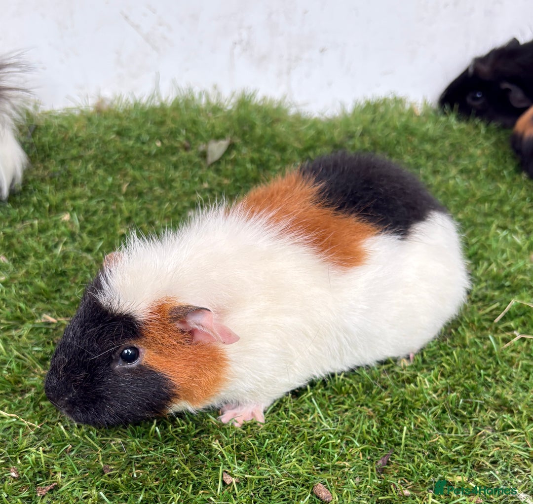Guinea Pig rodents for sale: Female baby guinea pigs  - Image 10