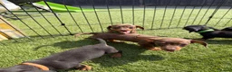 Dachshund dogs for sale: Dachshund  - Advert 17