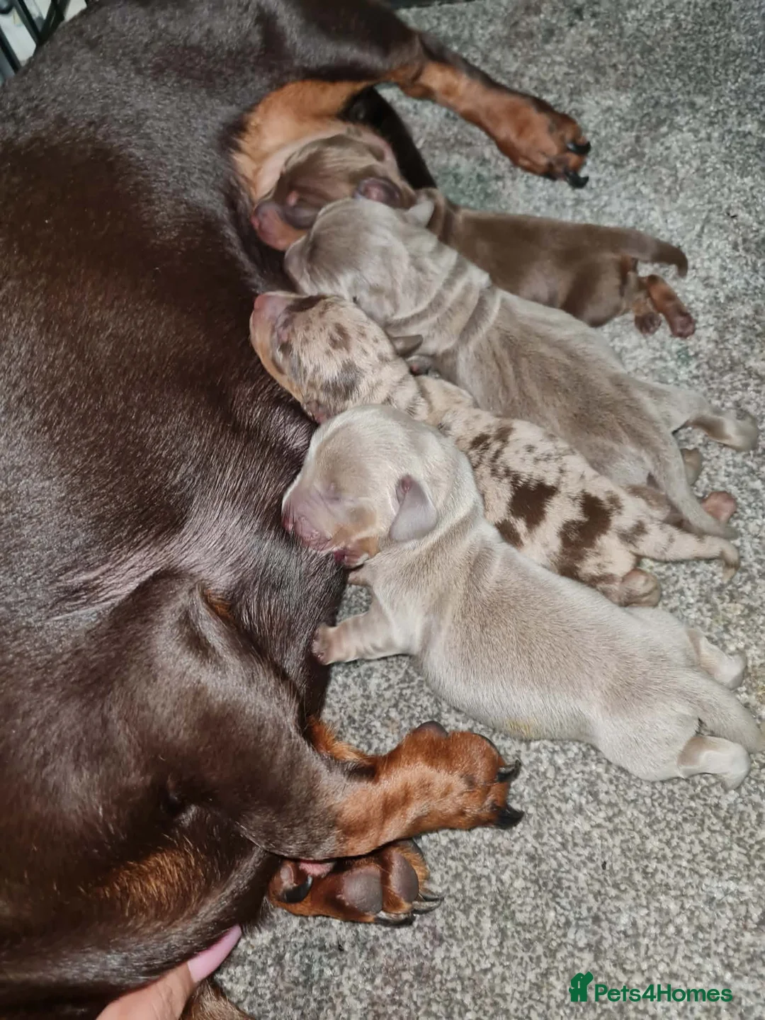 Miniature Dachshund dogs for sale: ❤️Beautiful daschunds babys❤️ - Advert 12