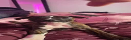 Staffordshire Bull Terrier dogs for sale: 1 male staffy puppy left in Knaresborough - Advert 2