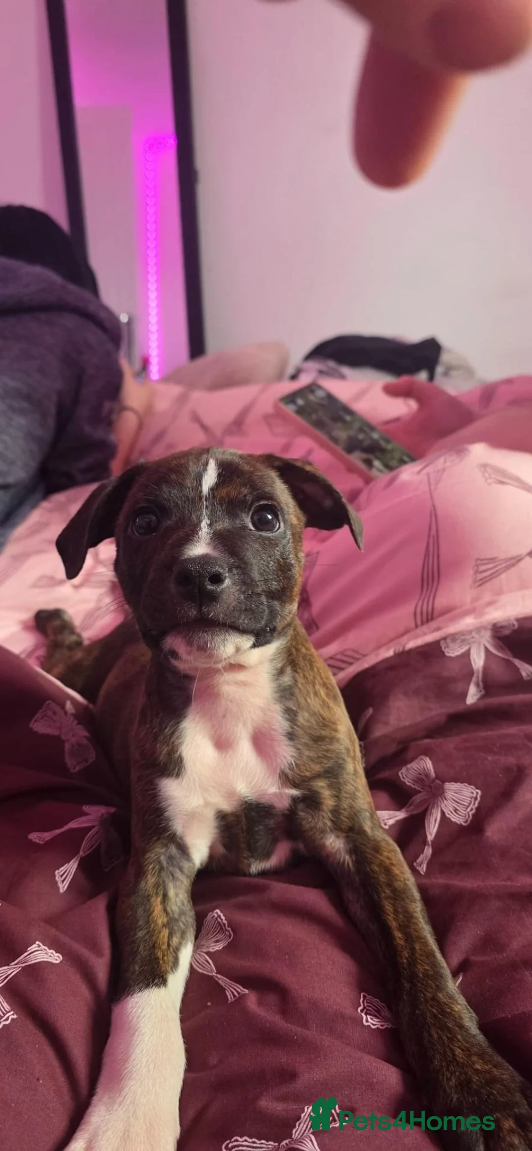 Staffordshire Bull Terrier dogs for sale: 1 male staffy puppy left in Knaresborough - Advert 2