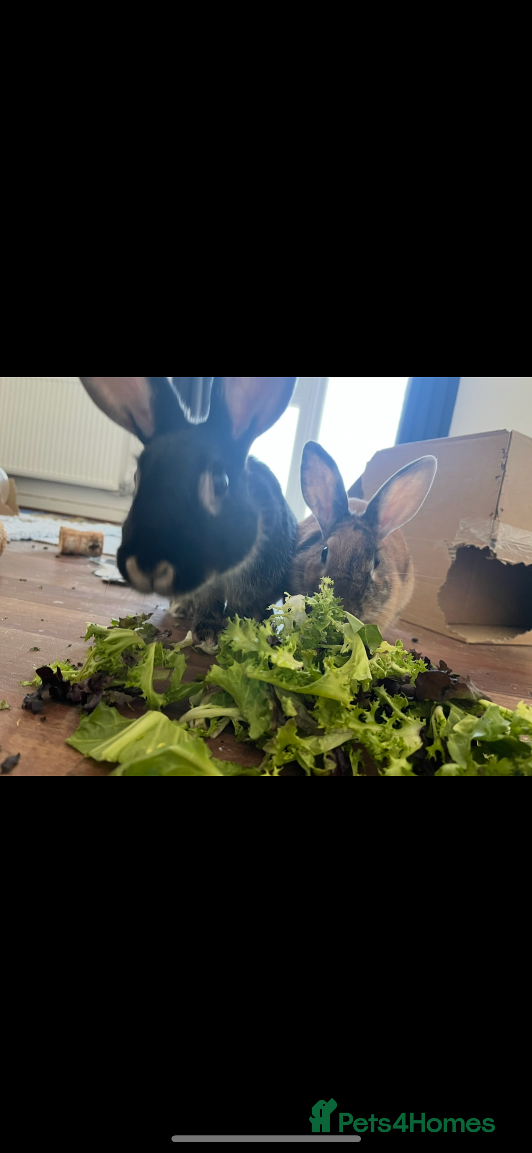 Mixed Breed rabbits for sale: Silver back rabbits - Image 9