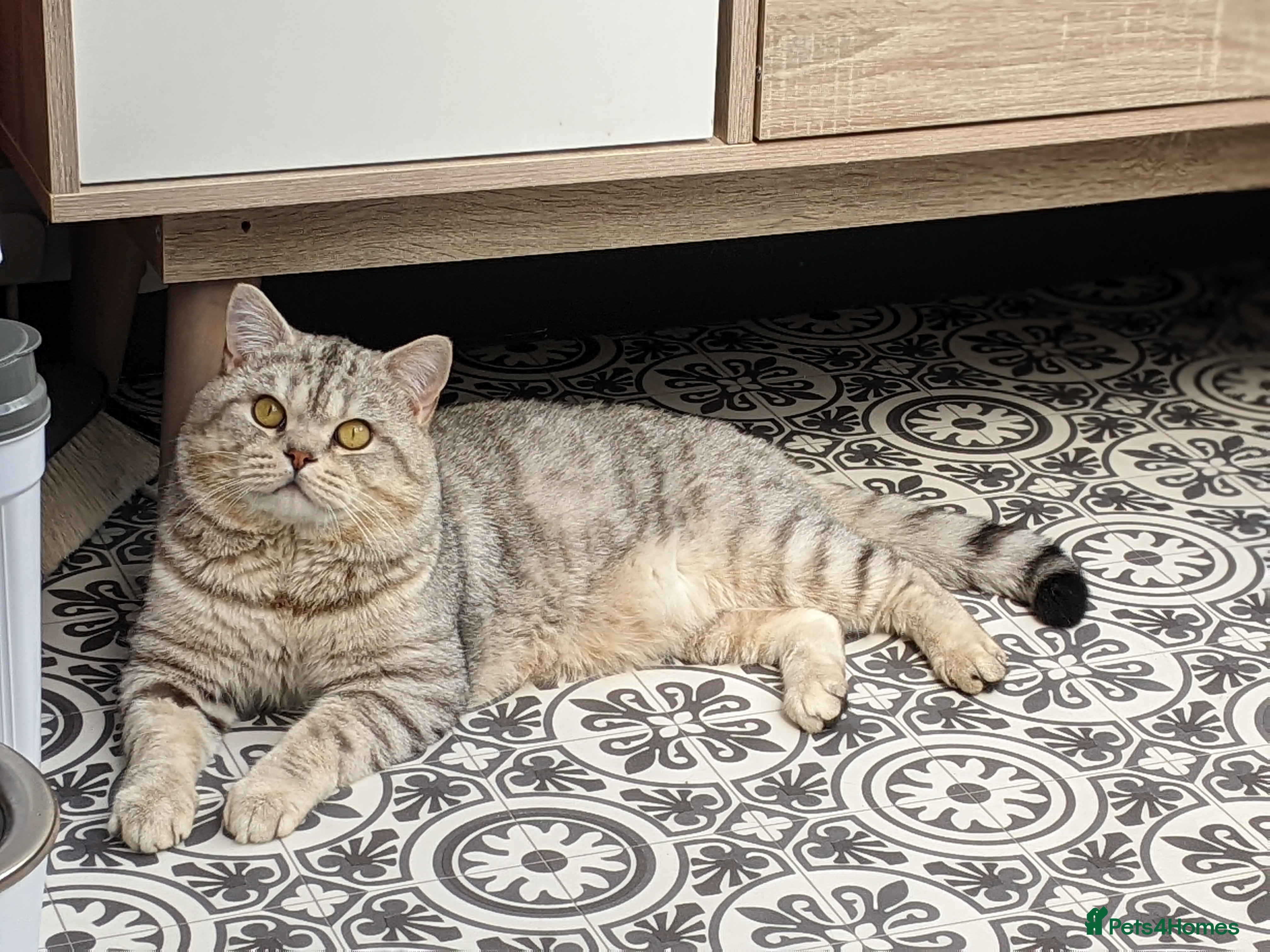 British Shorthair cats British Shorthair ** Stud ** indoor in Derby - Advert 1