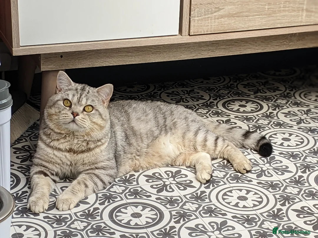 British Shorthair cats for stud: British Shorthair ** Stud ** indoor in Derby - Advert 1