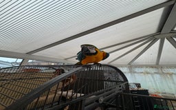 Parrots birds for sale: Macaw - Image 1