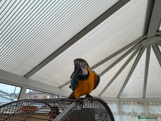 Parrots birds - Advert 19