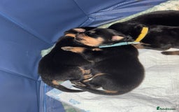 Rottweiler dogs for sale: 12 beautiful puppies  - Image 21