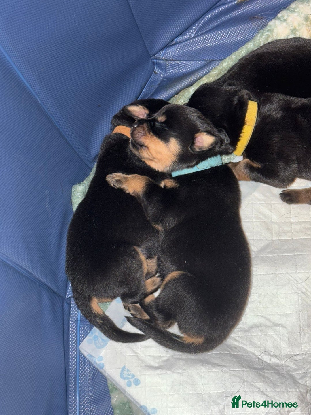 Rottweiler dogs for sale: 12 beautiful puppies  - Image 21