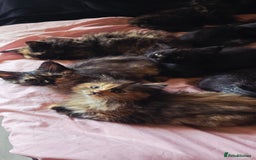 LaPerm cats for sale: 8 Laperm mix kittens, curly & long-haired - Advert 22