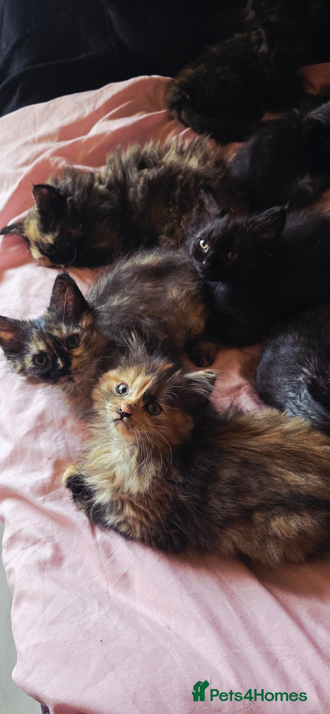 LaPerm cats for sale: 8 Laperm mix kittens, curly & long-haired - Advert 22