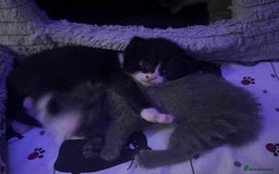 Domestic Shorthair cats for sale: Sweetest black n white kitty  - Image 4