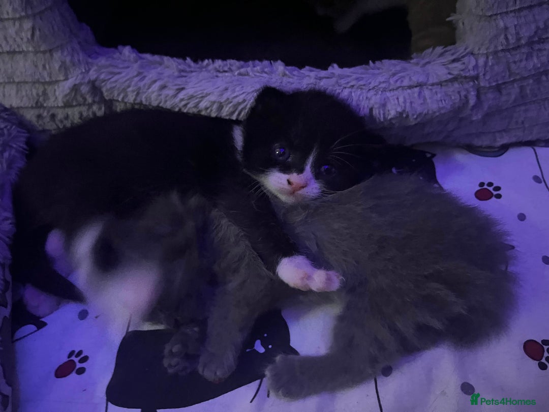 Domestic Shorthair cats for sale: Sweetest black n white kitty  - Image 4