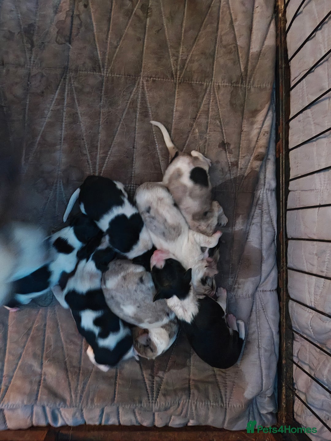 Border Collie dogs for sale: Border collie pups  - Advert 7