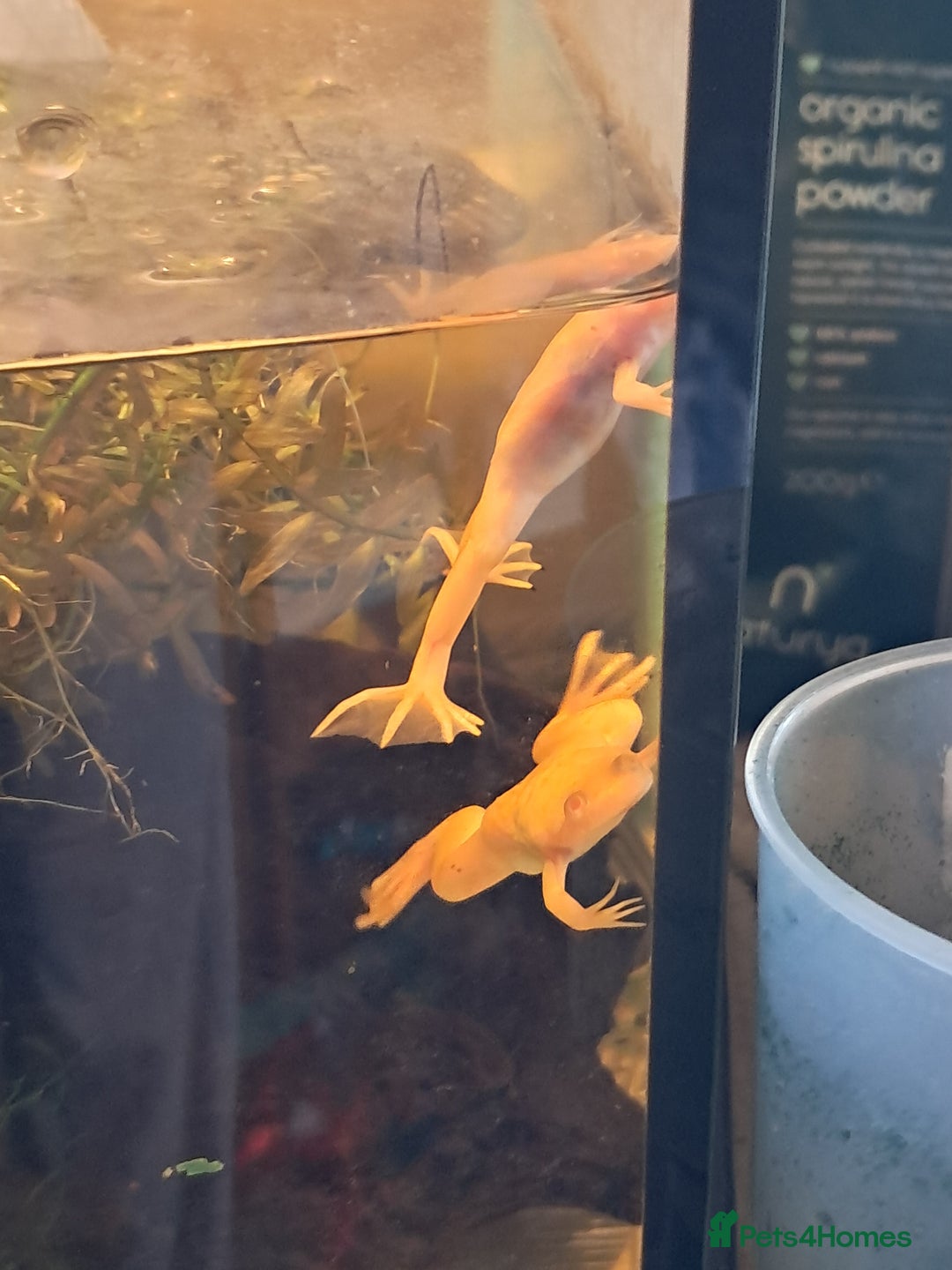 Frog reptiles for sale: African Clawed Frogs (albino) - Image 2