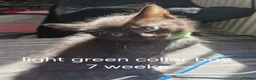 Mixed Breed cats for sale: 4 kittens black and black / white - Advert 10