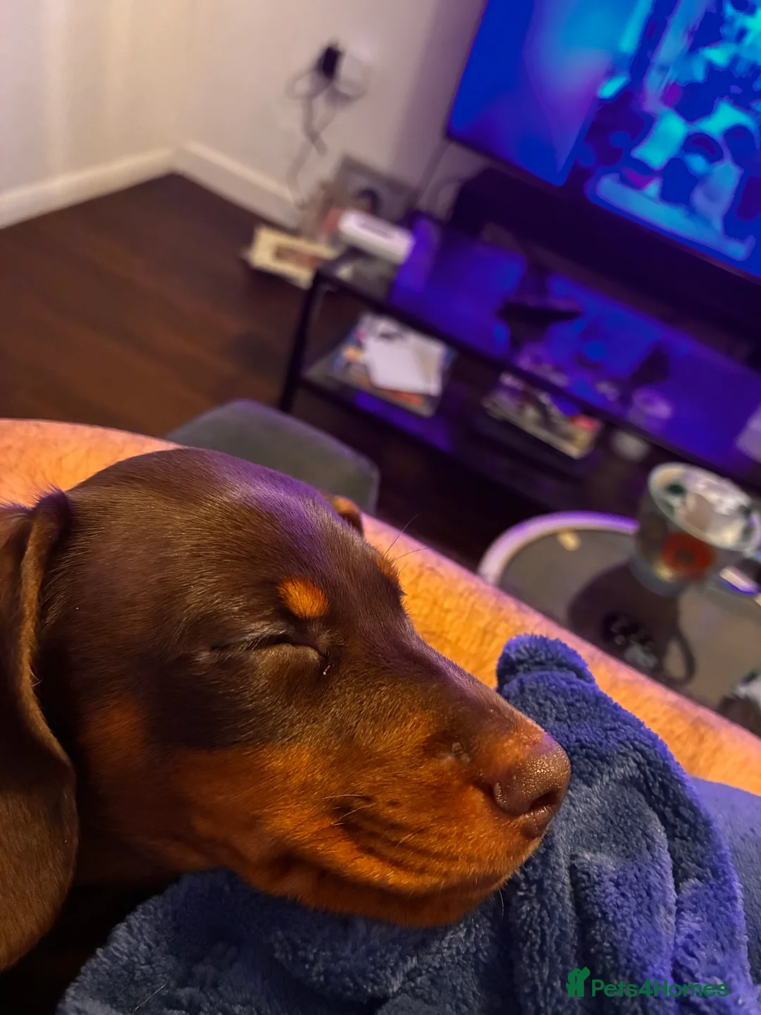 Miniature Dachshund dogs for sale: Miniature daschund smooth hair chocolate brown - Advert 4