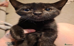 British Shorthair cats for sale: Moggy Kittens for sale - Image 2