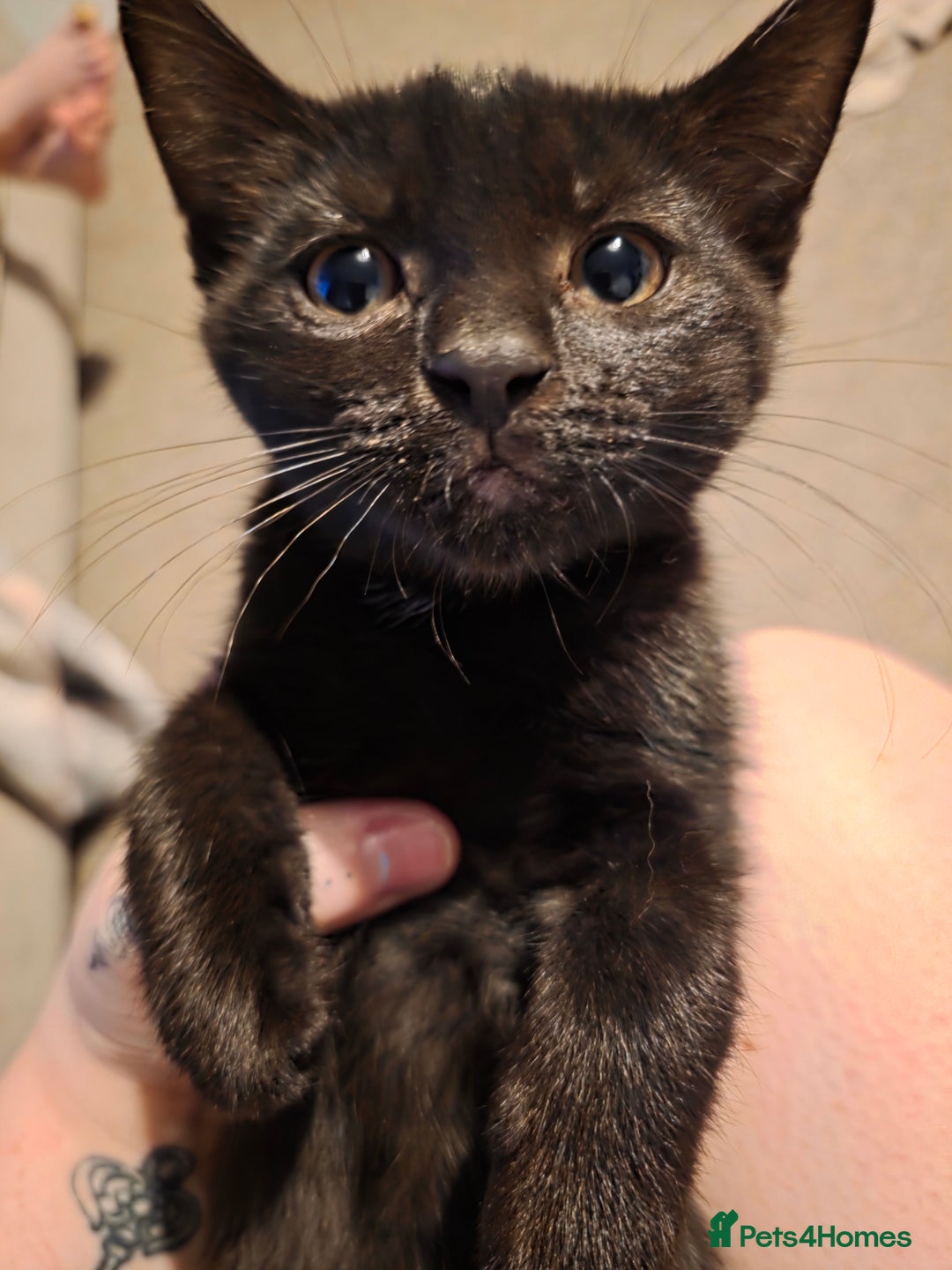 British Shorthair cats for sale: Moggy Kittens for sale - Image 2