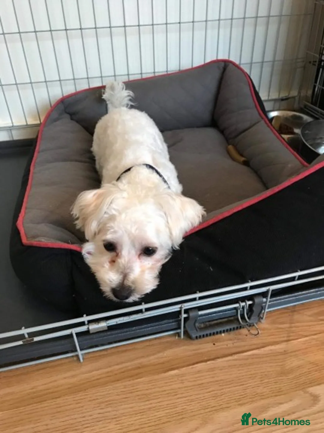 Maltese dogs for stud: Maltese boy for Stud Kc Registred on Kenel Club in Telford - Advert 1