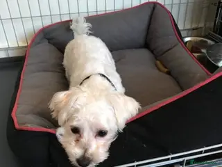 Maltese dogs Maltese boy for Stud Kc Registred on Kenel Club in Telford - Advert 12