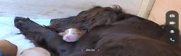 Cocker Spaniel dogs for sale: Working Cocker Spaniel Puppies - Advert 6