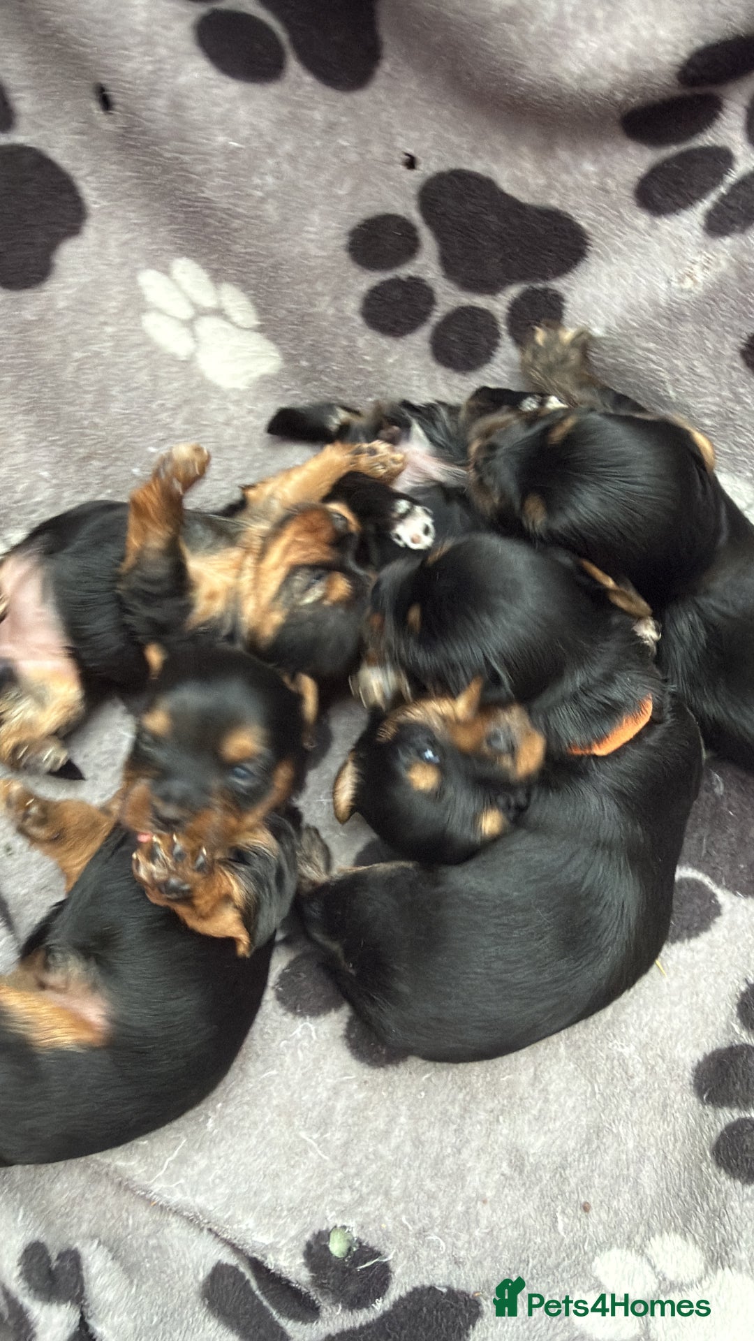 Yorkshire Terrier dogs for sale: Yorkshire terrier puppy  - Advert 19