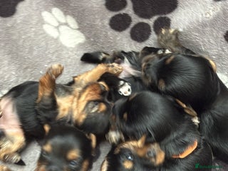 Yorkshire Terrier dogs Yorkshire terrier puppy - Advert 14