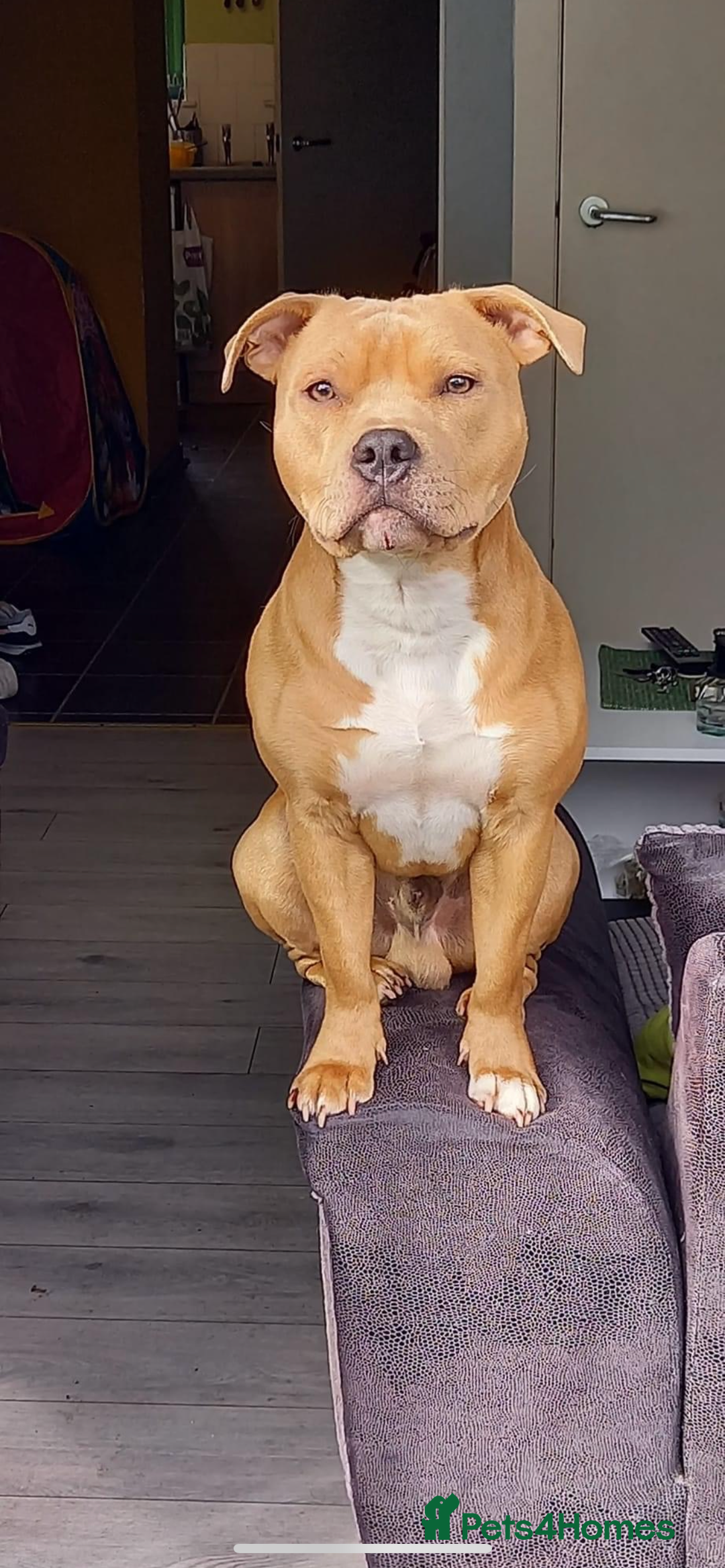 Staffordshire Bull Terrier dogs for stud: BLUE FAWN Staffordshire Bull Terrier Stud in Port Glasgow - Image 4