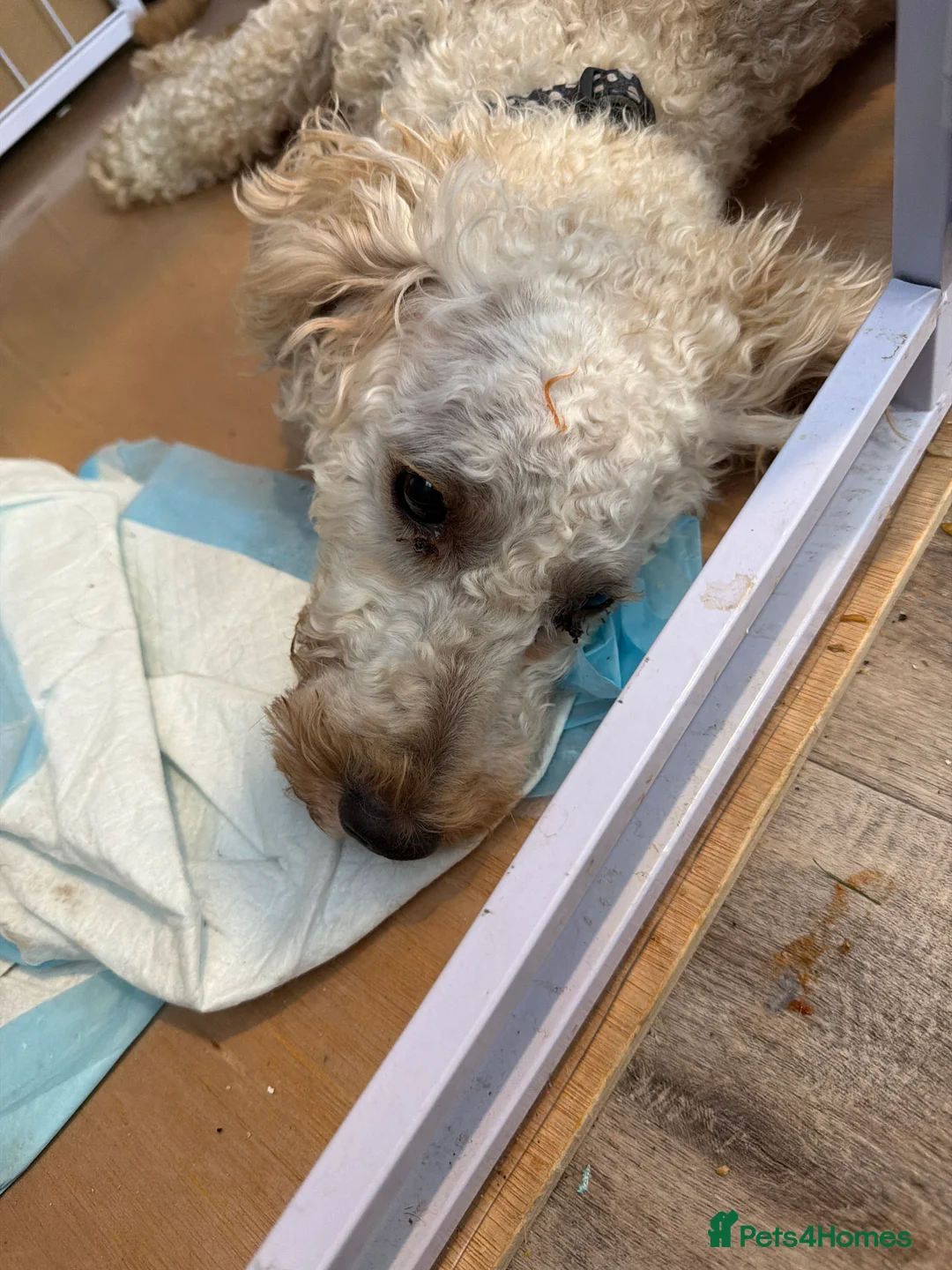 Poodle dogs for sale: Female poodle for sale in Sheffield - Advert 2