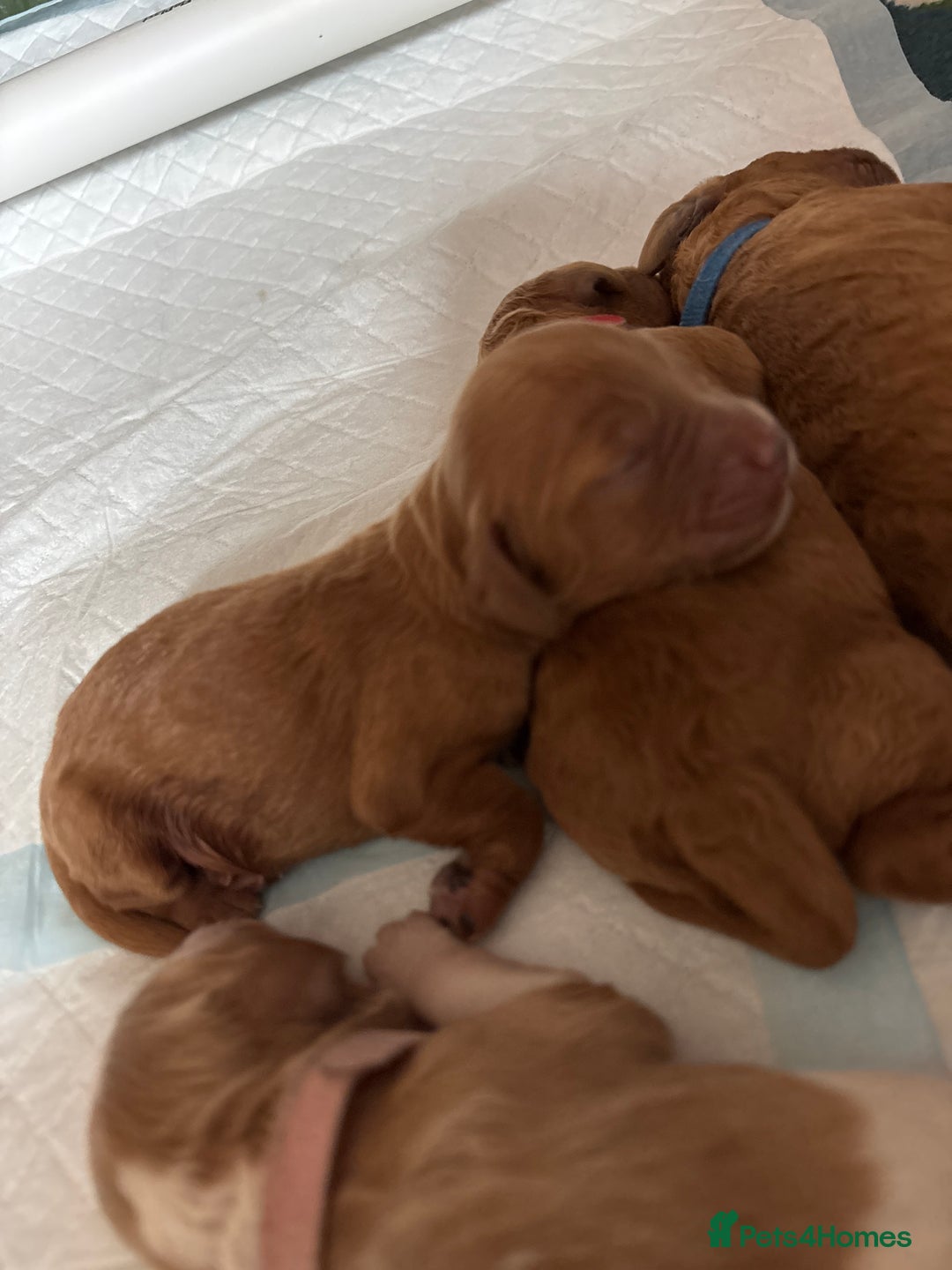 Cockapoo dogs for sale: F2 cockapoos 💖 - Image 15