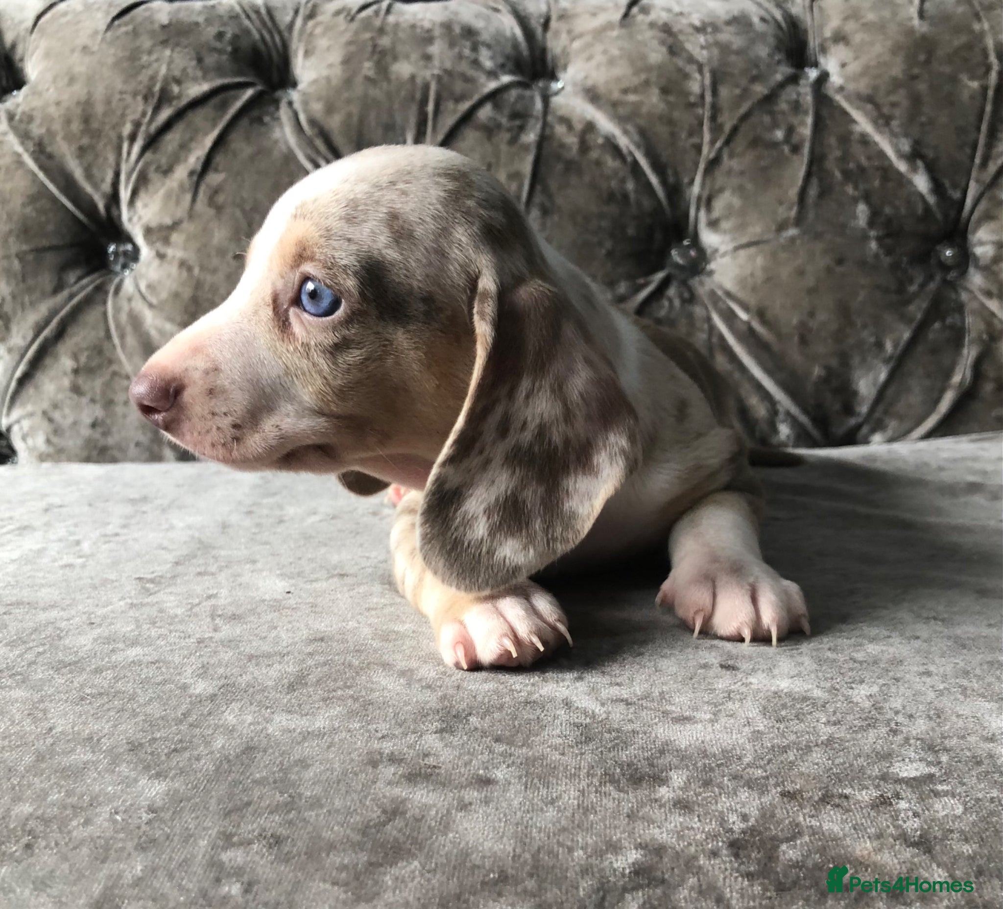Miniature Dachshund dogs Miniature dachshund puppies lilac Isabella dapple - Advert 18