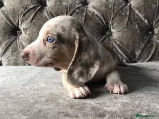 Miniature Dachshund dogs Miniature dachshund puppies lilac Isabella dapple - Advert 6
